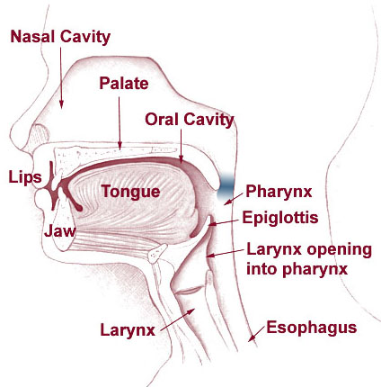 head and neck diagram